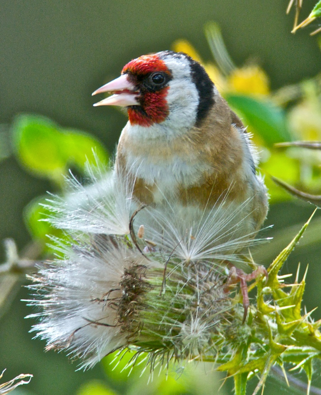 Goldfinch